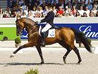 Lingh: Dressage Horse