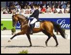 Lingh: Dressage Horse